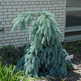 Plant Photo 10