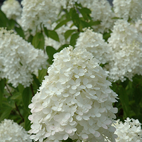 Plant Photo 4