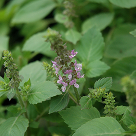 Plant Photo 8