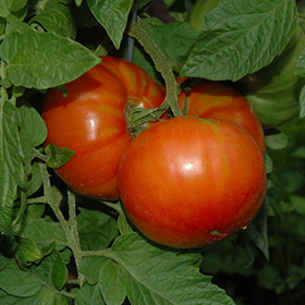 Plant Photo 6
