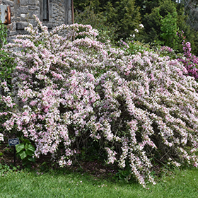 Plant Photo 8