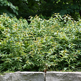 Plant Photo 1