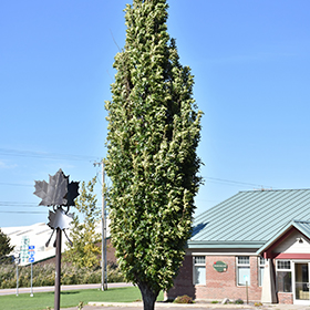 Plant Photo 6