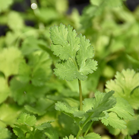 Plant Photo 2