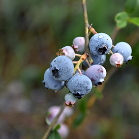 Plant Photo 7