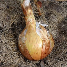 Plant Photo 5