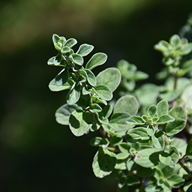 Plant Photo 10