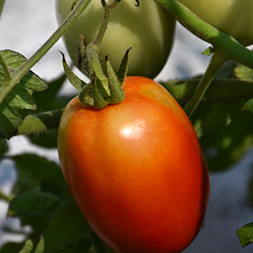 Plant Photo 3