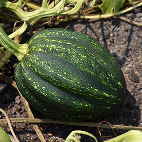 Plant Photo 1