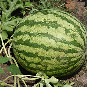 Plant Photo 5