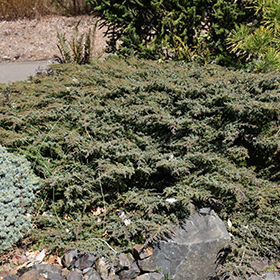 Plant Photo 3