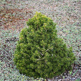 Plant Photo 1
