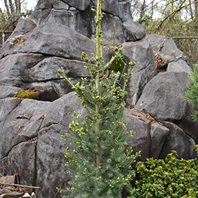 Plant Photo 4