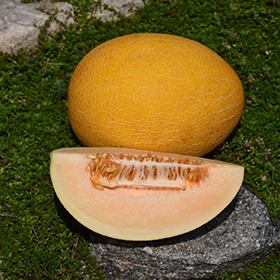 Plant Photo 9