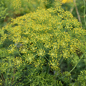 Plant Photo 1