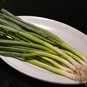 Plant Photo 6