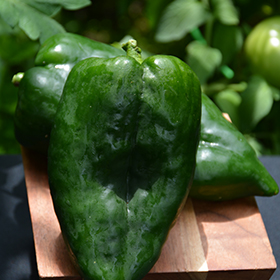 Plant Photo 9