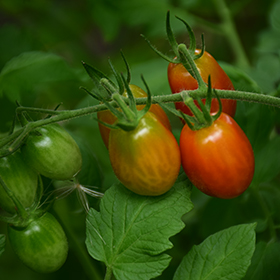 Plant Photo 9