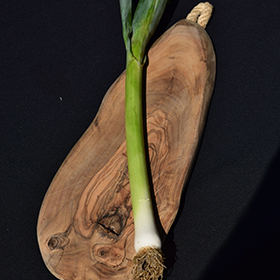 Plant Photo 10