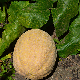 Plant Photo 7