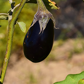 Plant Photo 3