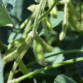 Plant Photo 3