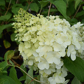 Plant Photo 10