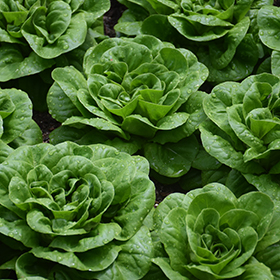 Plant Photo 4