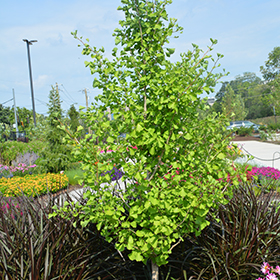 Plant Photo 10