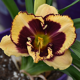 Plant Photo 4