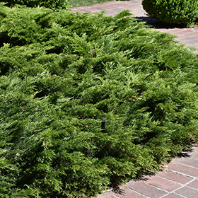 Plant Photo 3