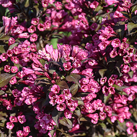 Plant Photo 3