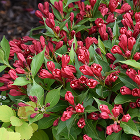 Plant Photo 6