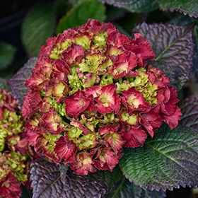 Plant Photo 6